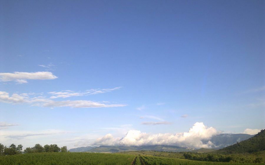 Visita al Celler El vinyer