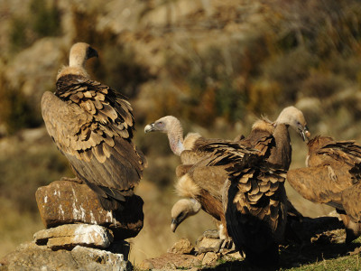 Casal dels Voltors