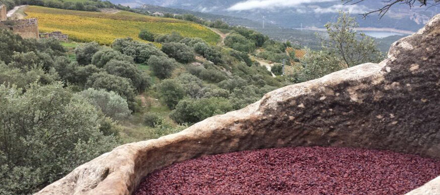 Visita al Celler Castell d’Encús