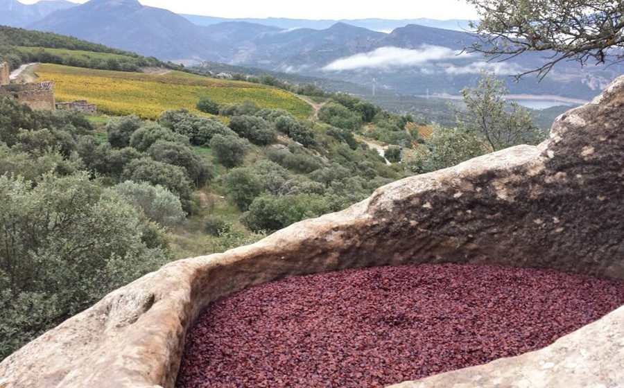 Visita al Celler Castell d’Encús