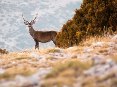 Descobrir Boumort al so de la brama