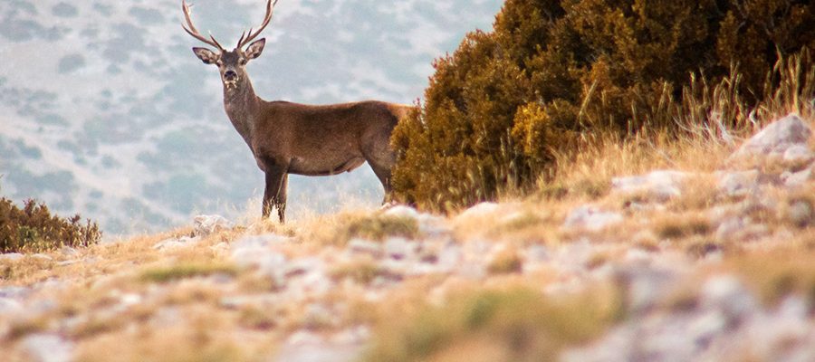 Descubre Boumort con la berrea