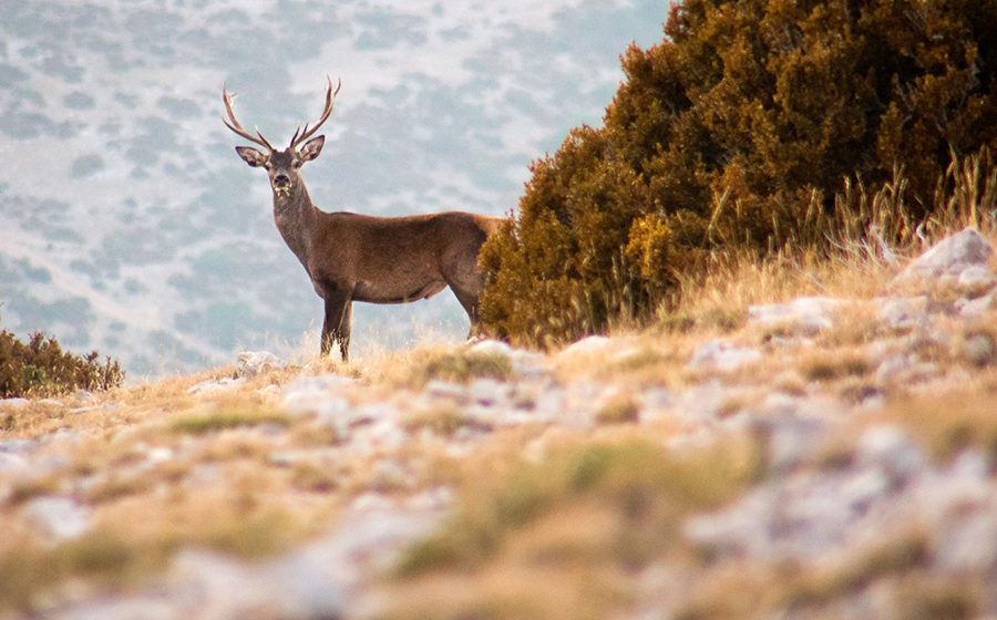 Le brame des cerfs (cap de Boumort)
