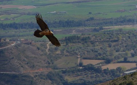 A vista de pájaro