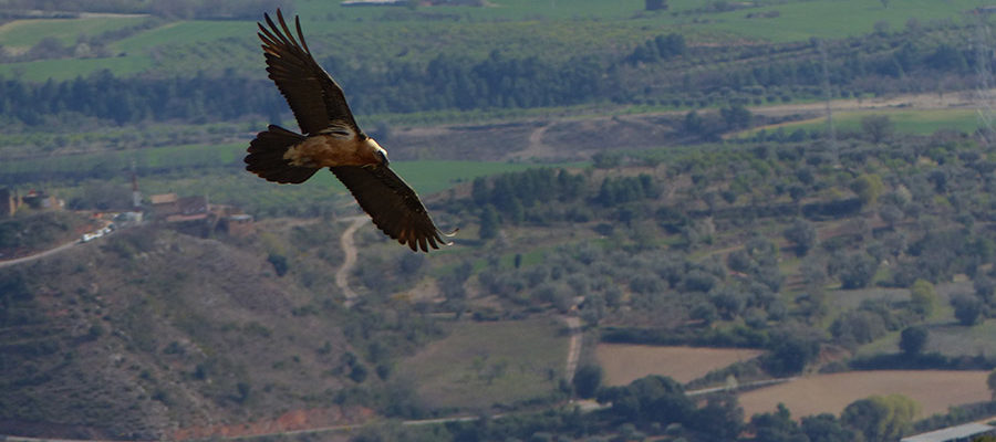 A vista de pájaro