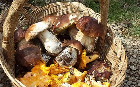 Chasseurs de champignons