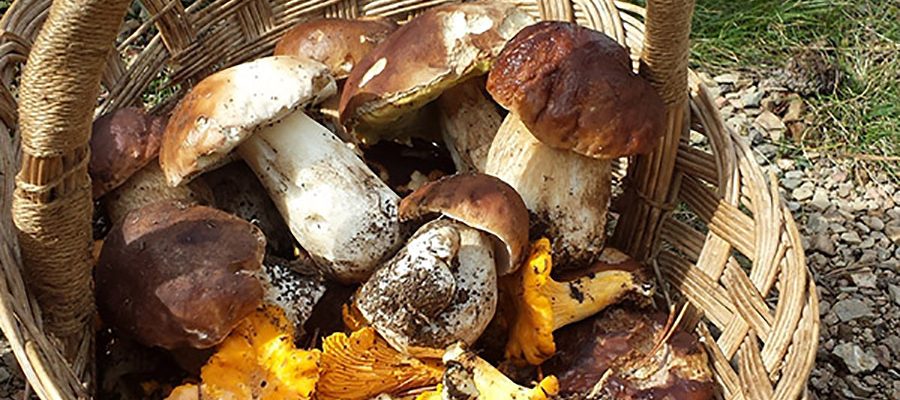 Chasseurs de champignons