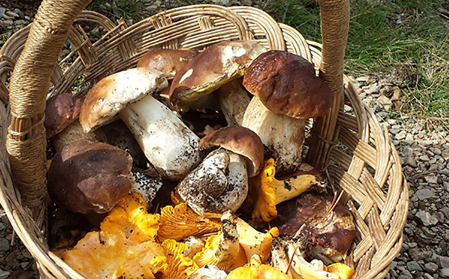 Caçadors de bolets