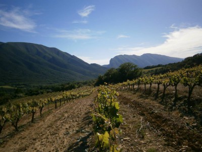 Celler Miquel Roca