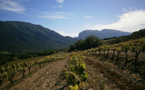 Celler Miquel Roca