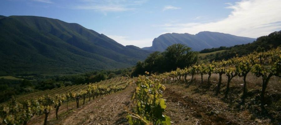 Celler Miquel Roca