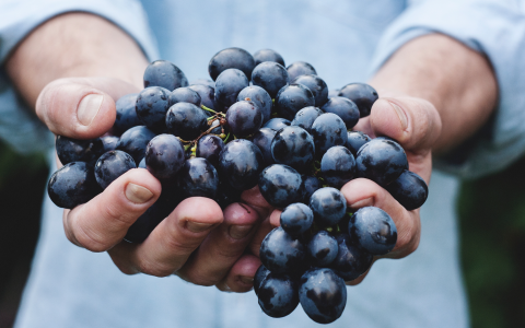 Vins d’alçada al Pallars Jussà