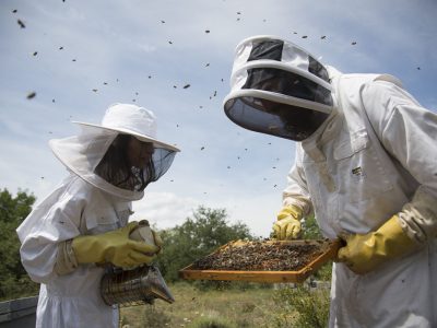 Beekeeping experience in Mont Rebei