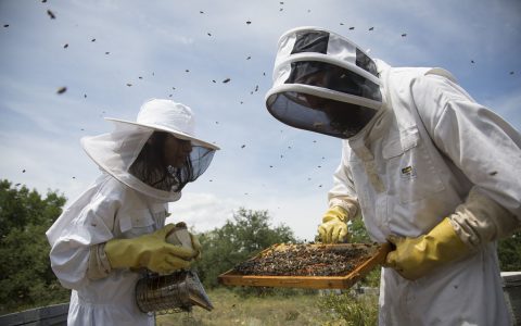 Beekeeping experience in Mont Rebei