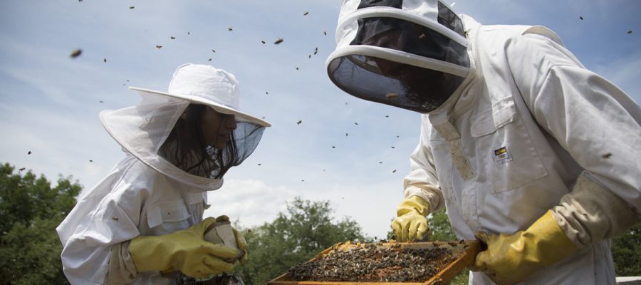 Beekeeping experience in Mont Rebei