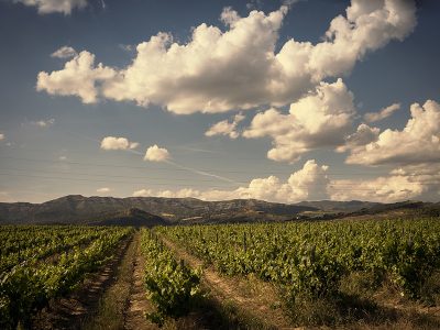 Visita al Celler El vinyer