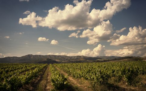 Visita al Celler El vinyer