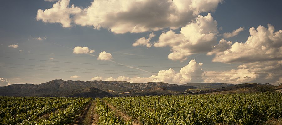 Visita al Celler El vinyer