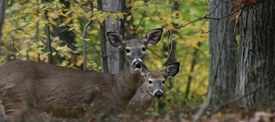 The roar of the deer 4×4