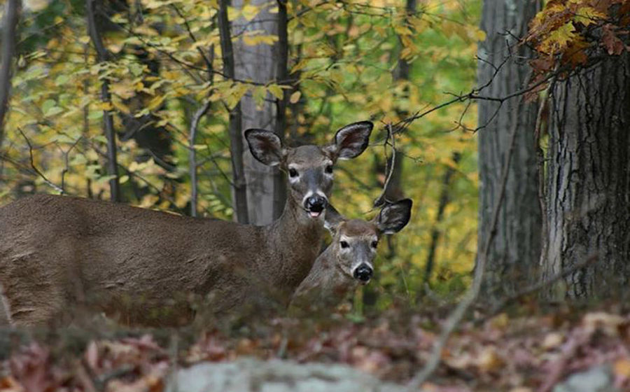 La brame du cerf en 4×4