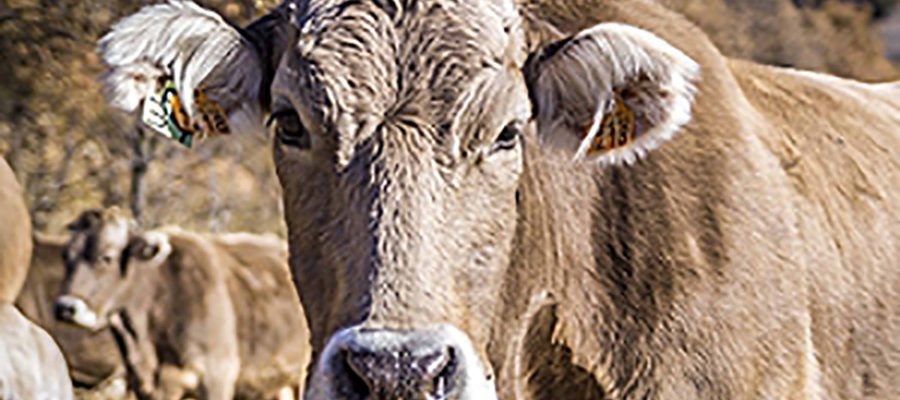 Allons changer les vaches Brunes de pâturage