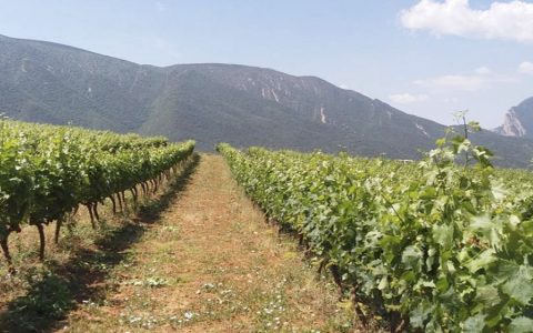 Visita la bodega Miquel Roca