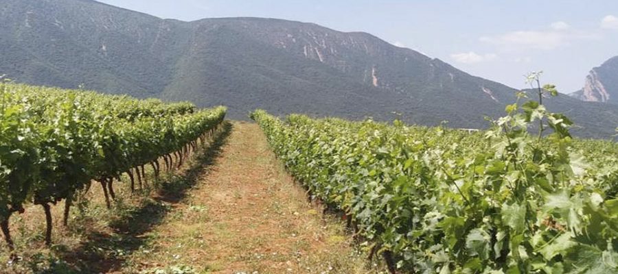 Visitez la cave Miquel Roca