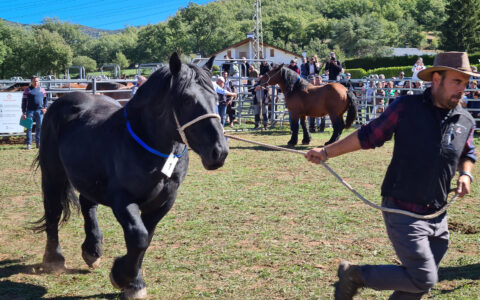 Pobleta de Bellveí Livestock Fair