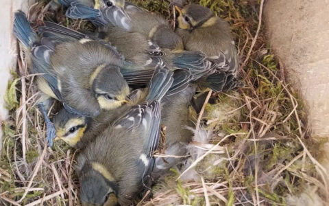 Activitats de natura a la microreserva de Salvatgines