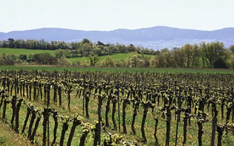 Visita la bodega Vila Corona