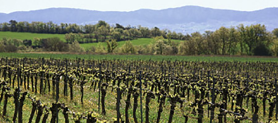 Visita la bodega Vila Corona