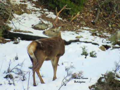 Viu la fauna salvatge