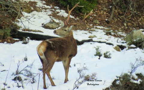 Viu la fauna salvatge