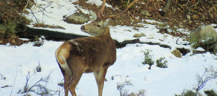 Viu la fauna salvatge