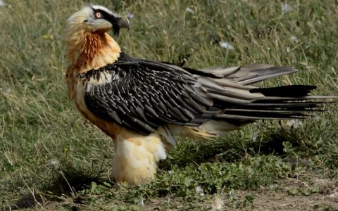 The Vultures dining room, live