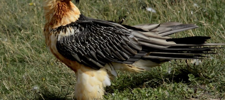 The Vultures dining room, live