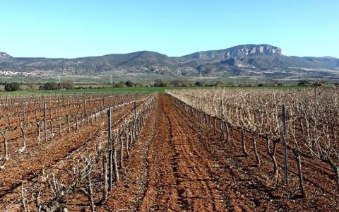 Visita al Celler Xic’s Cal Borrech