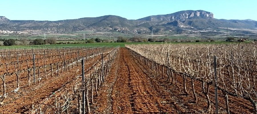 Visita al Celler Xic’s Cal Borrech